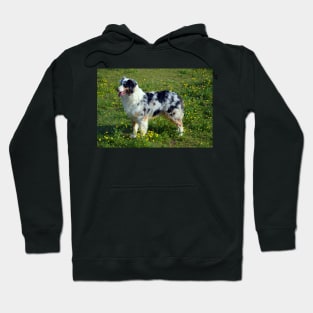 Australian Shepherd Hoodie